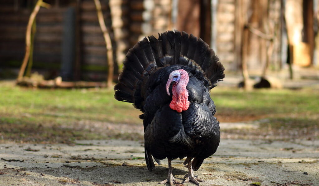 black turkey outside