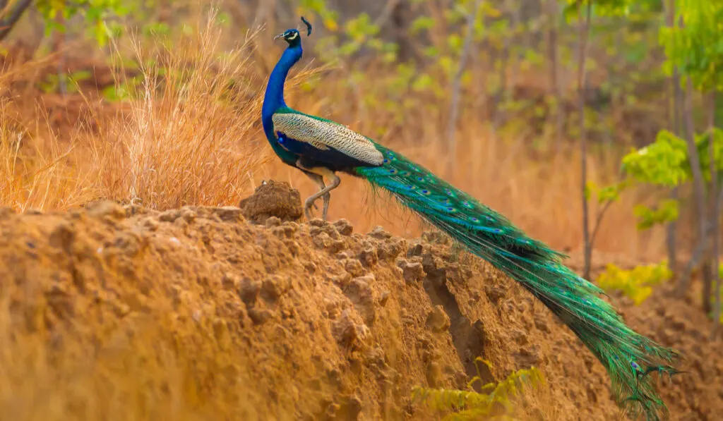 blue-green-peafowl-rock-forest