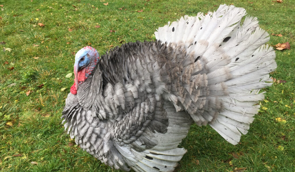 blue head gray feather slate turkey 