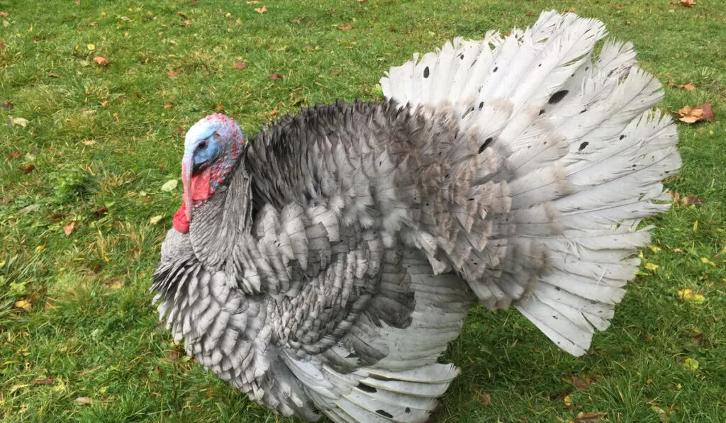 blue-head-gray-feather-slate-turkey