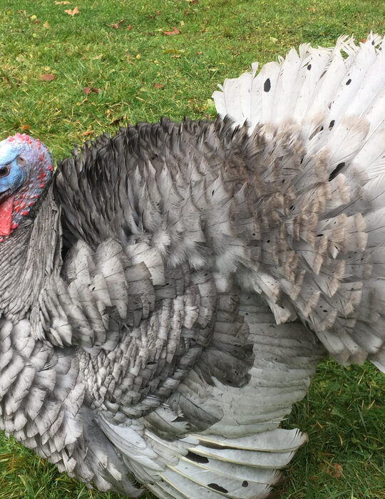 blue-head-gray-feather-slate-turkey