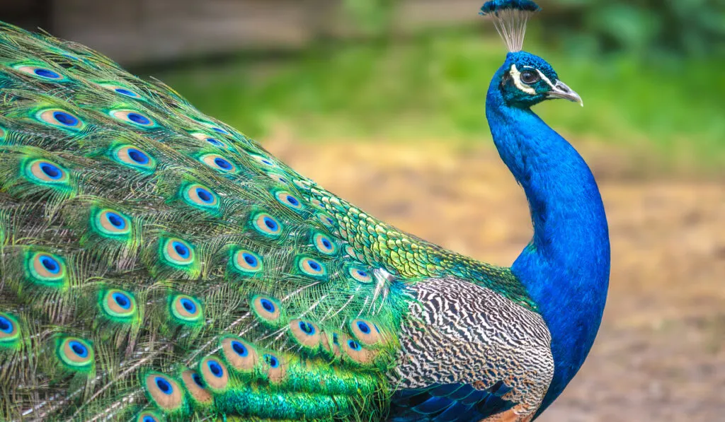 blue peacock in the garden