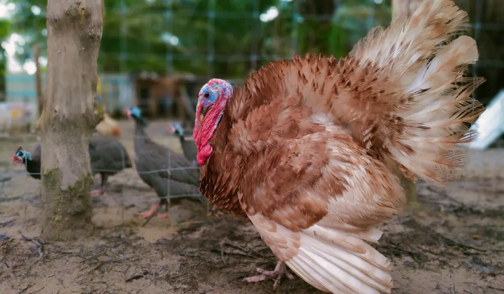 bourbon red turkey standing in the barn