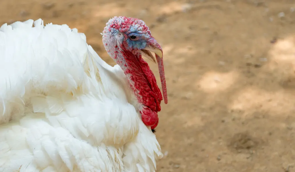 broad breasted white domestic turkey 