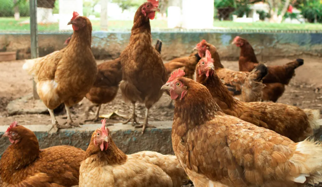 chickens in a chicken coop on a farm.