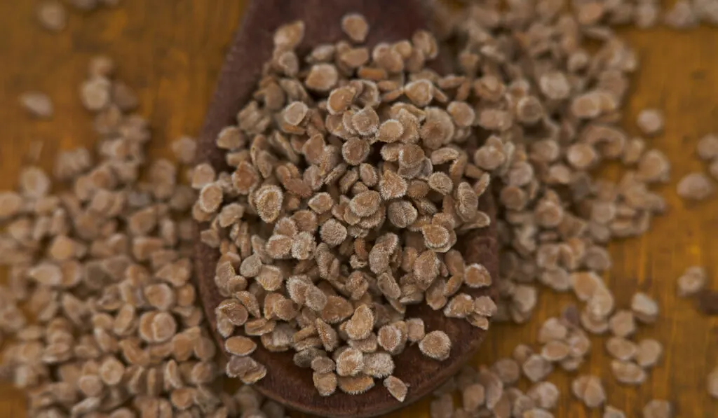 close detail of tomato seeds on wooden spoon 