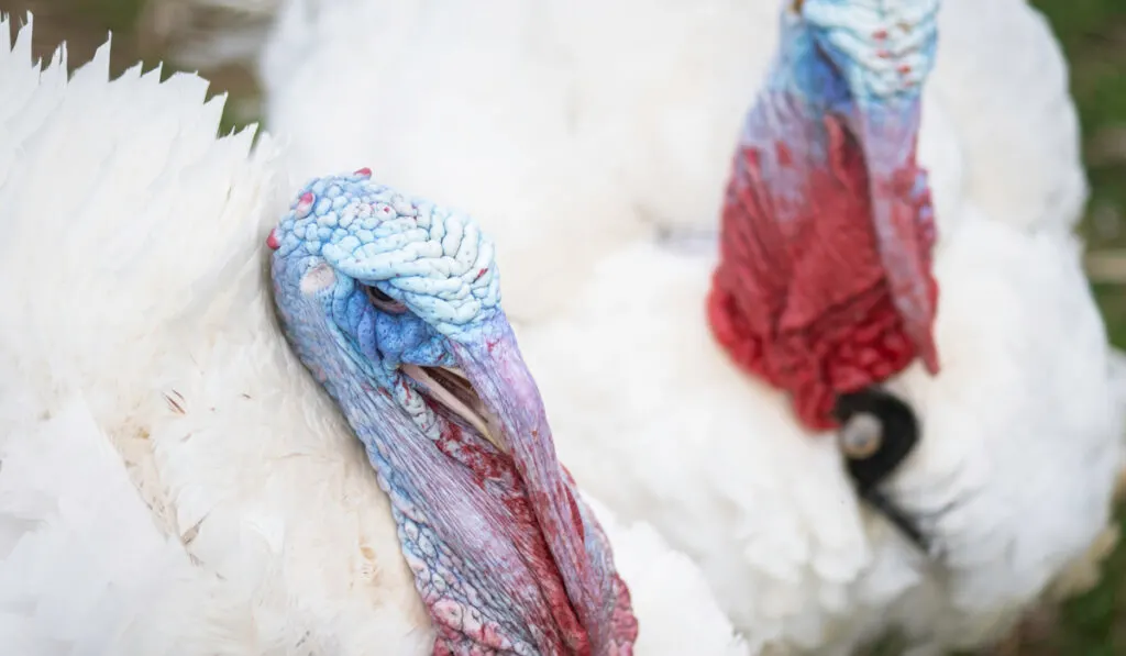 close up photo of Beltsville Small turkeys in the barn.