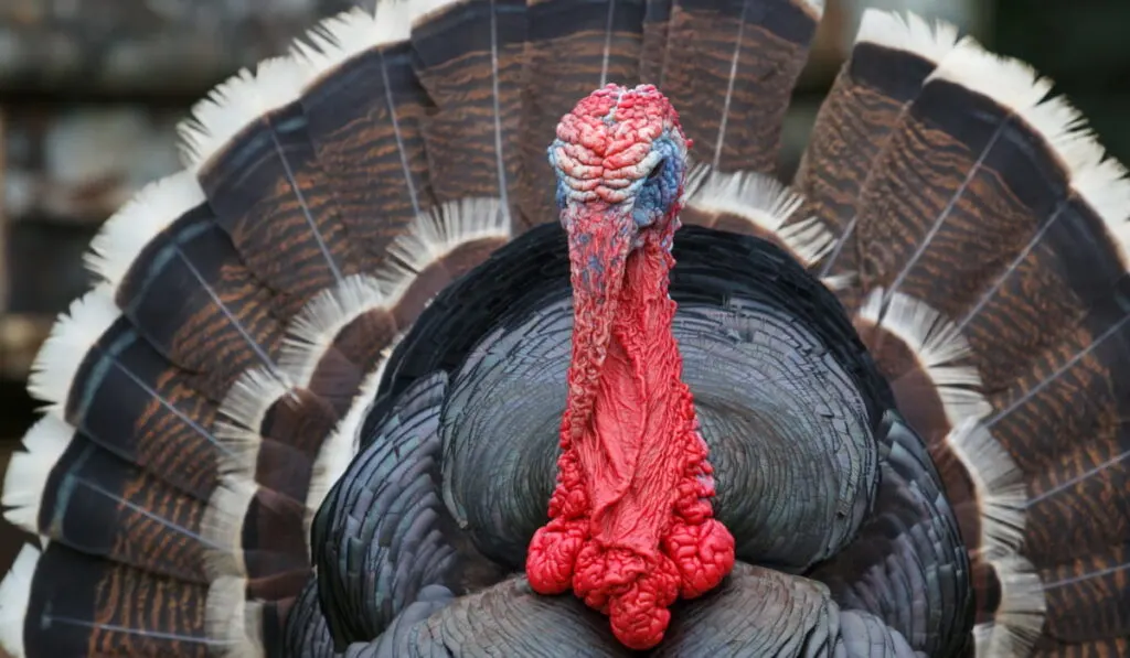 close up photo of Bronze Turkey