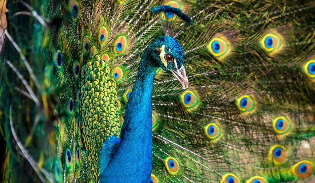 close up photo of blue peacock