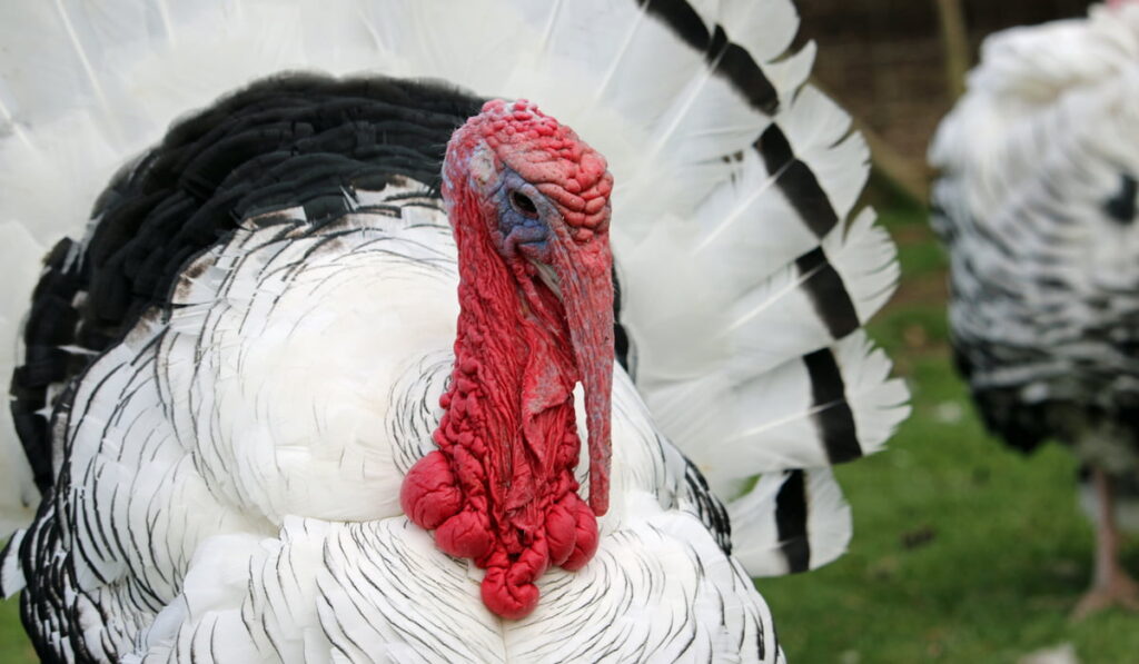 close up photo of royal palm turkey 