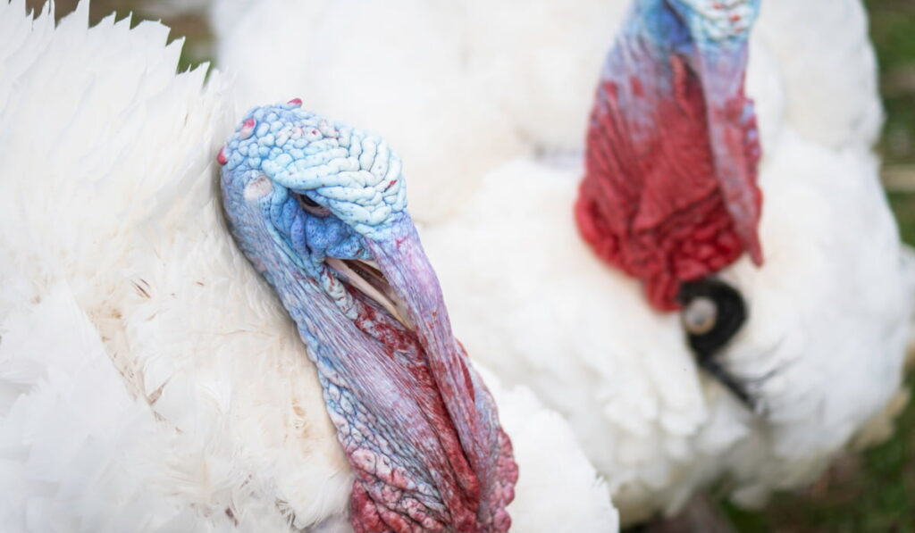close up photo of two male Beltsville Small White Turkey