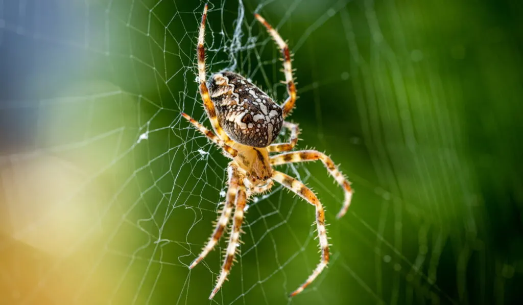 close up spider on web