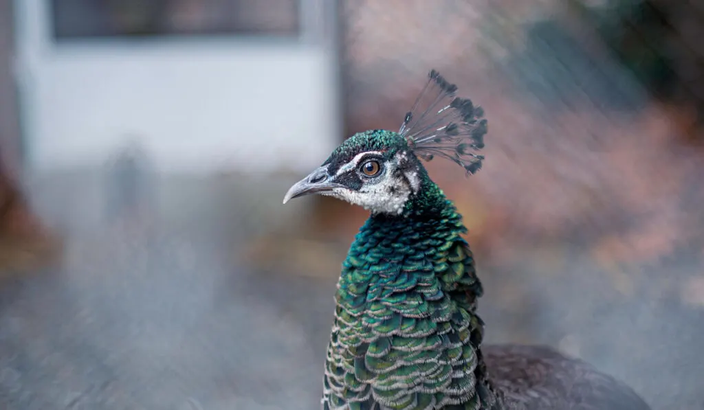 closeup view of peacock head and crest 