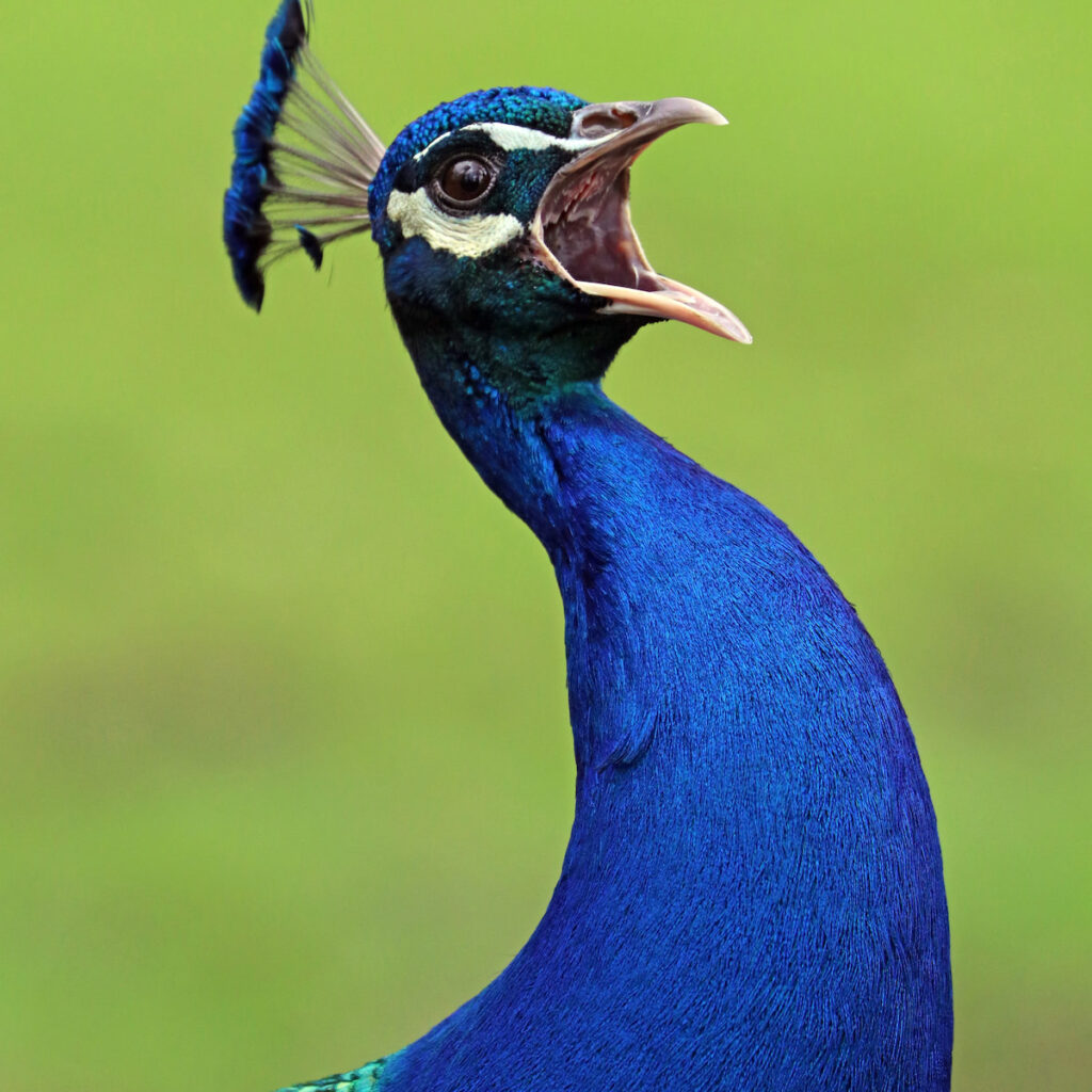 closeup view peacock open mouth