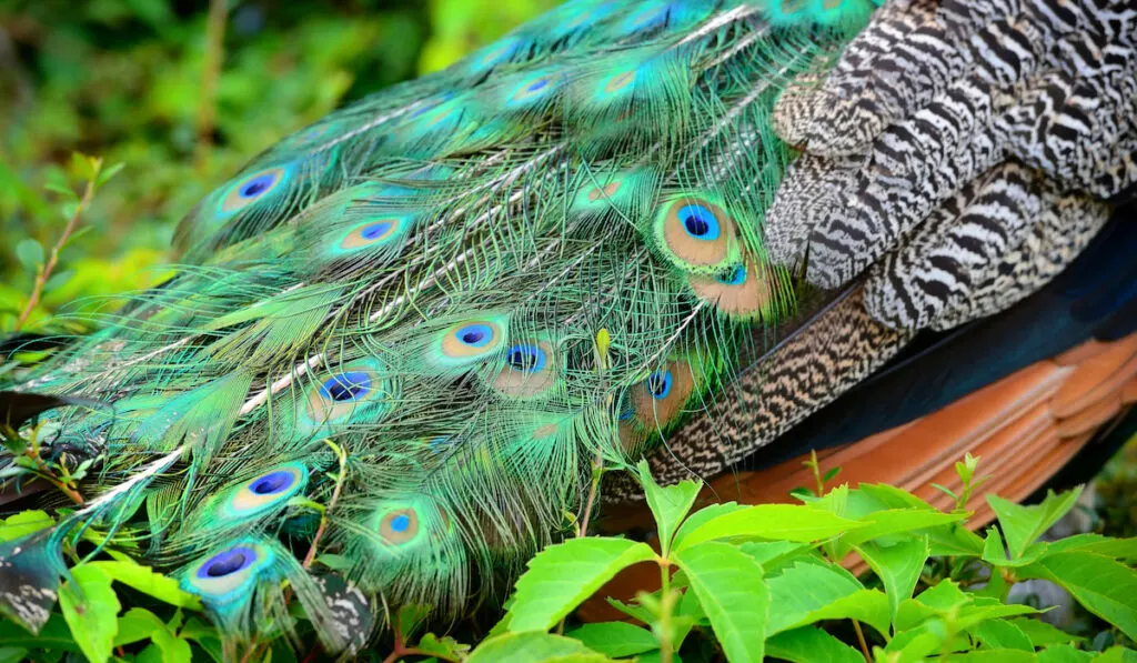 colorful peacock feathers closeup view 