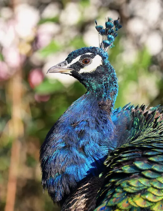 colorful-peacock-portrait