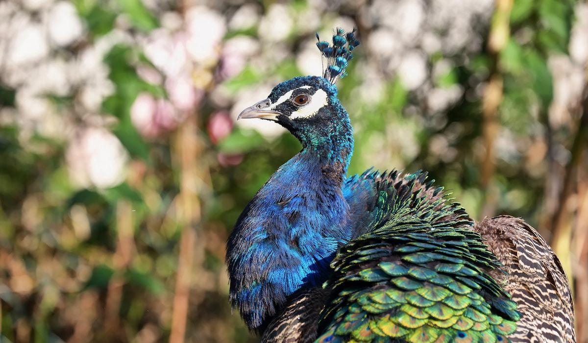 10 Vegetables Peacocks Can Eat - The Hip Chick