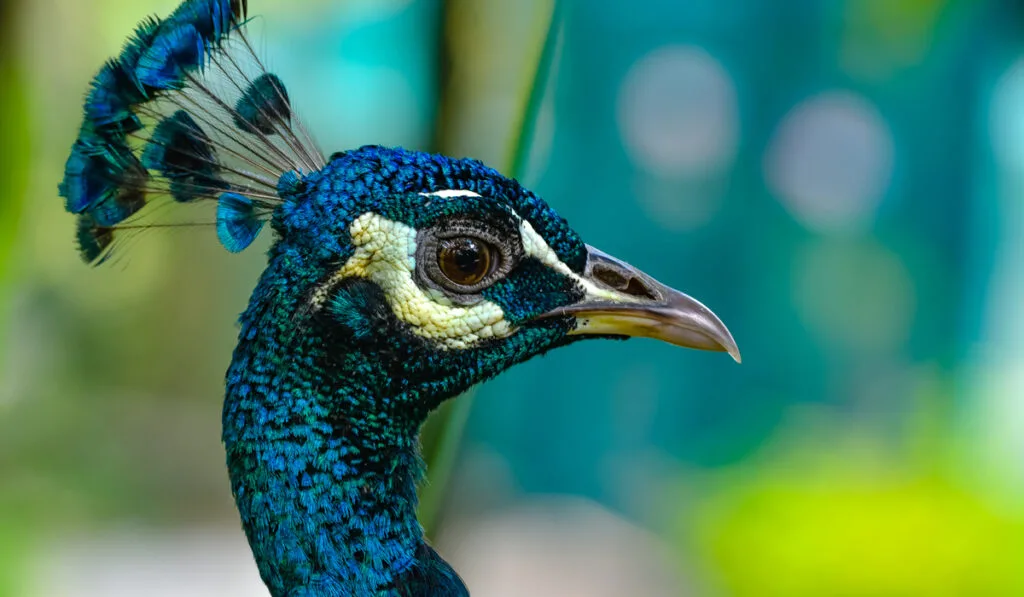 crest shapes top of head indian peacock 