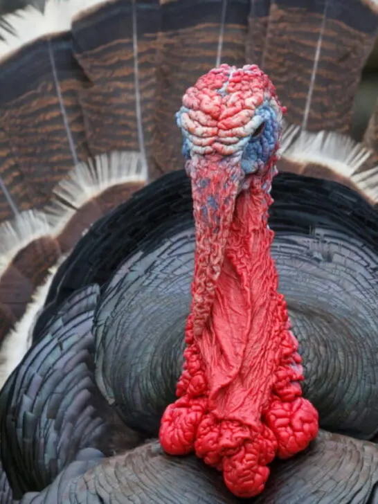close up photo of Bronze Turkey
