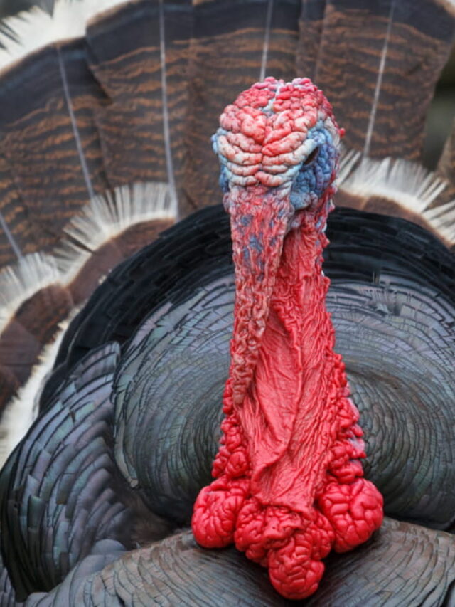 9 Best Turkey Breeds for Meat The Hip Chick