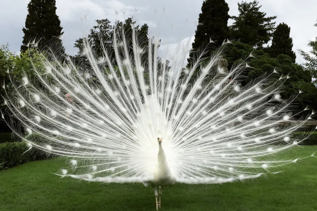 elegant white peacock wide open feathers green backyard