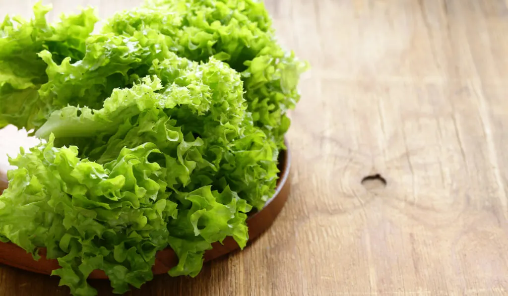 fresh lettuce leaves on wooden plate