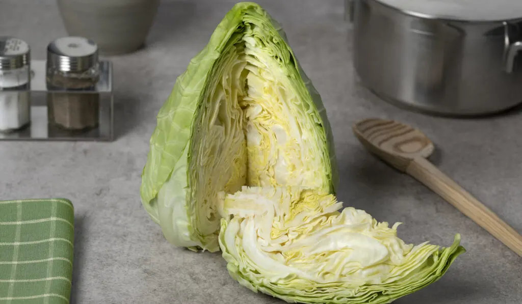 fresh raw green pointed cabbage kitchen view 