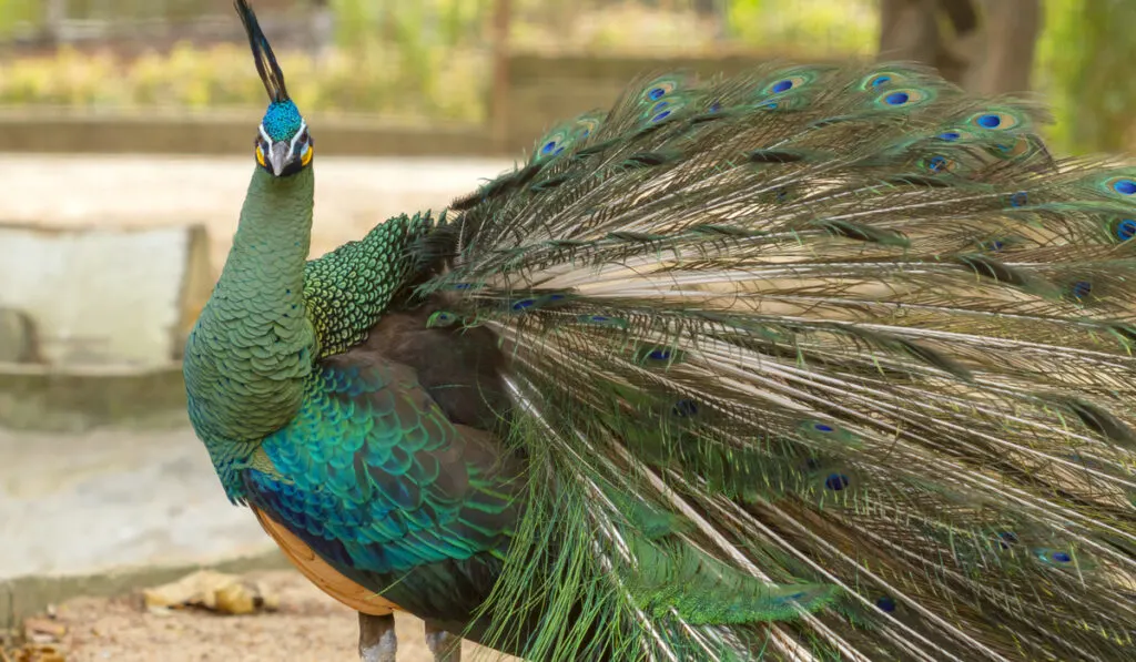 green peacock