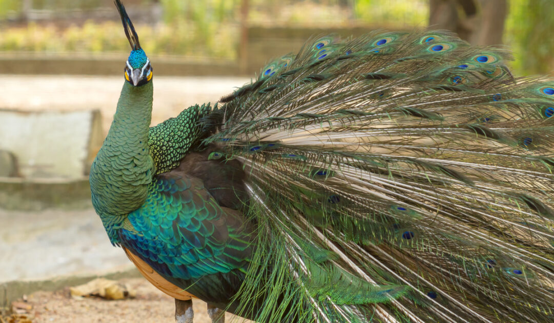 More Than 350 Names For Peacocks - The Hip Chick