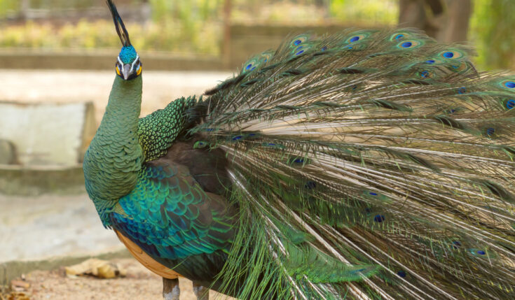 More Than 350 Names for Peacocks - The Hip Chick