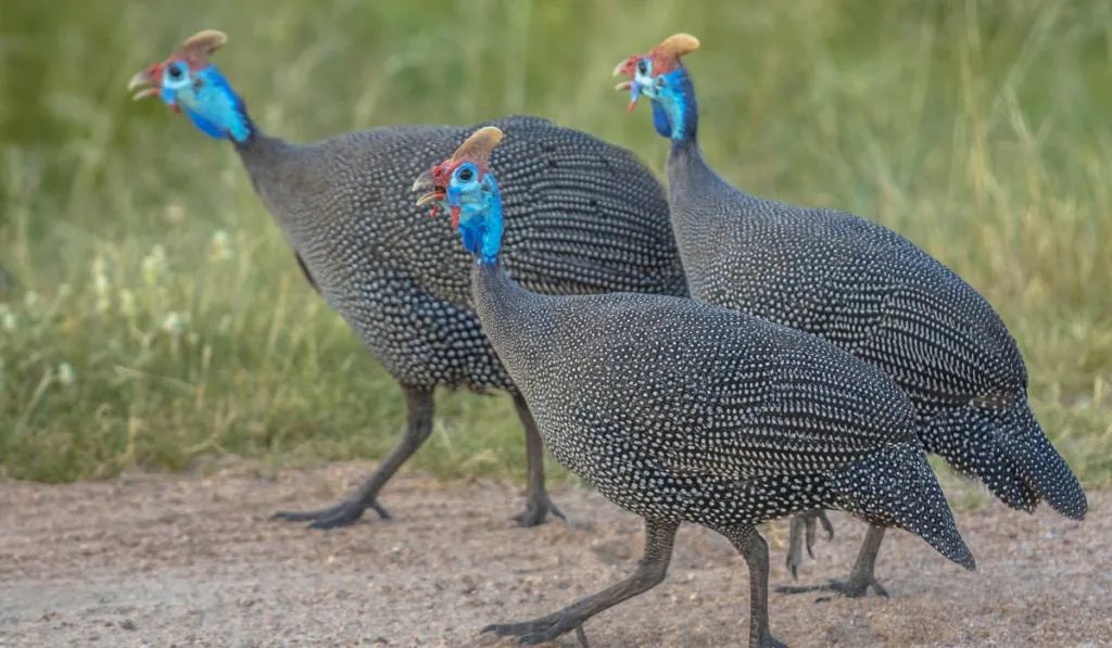 three birds walking in Kruger National park