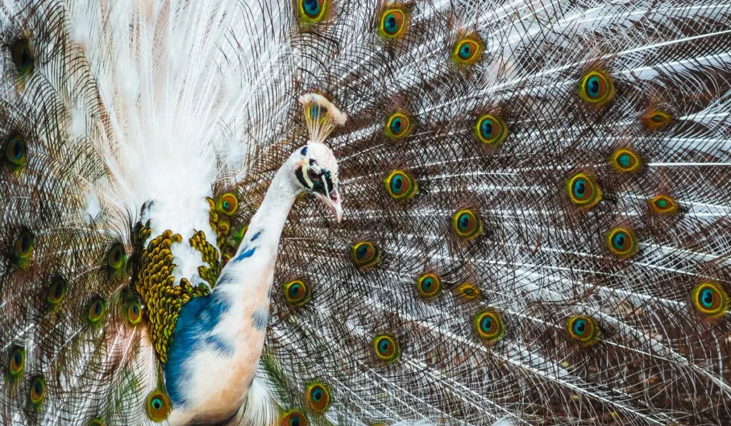 indian blue pied peacock 