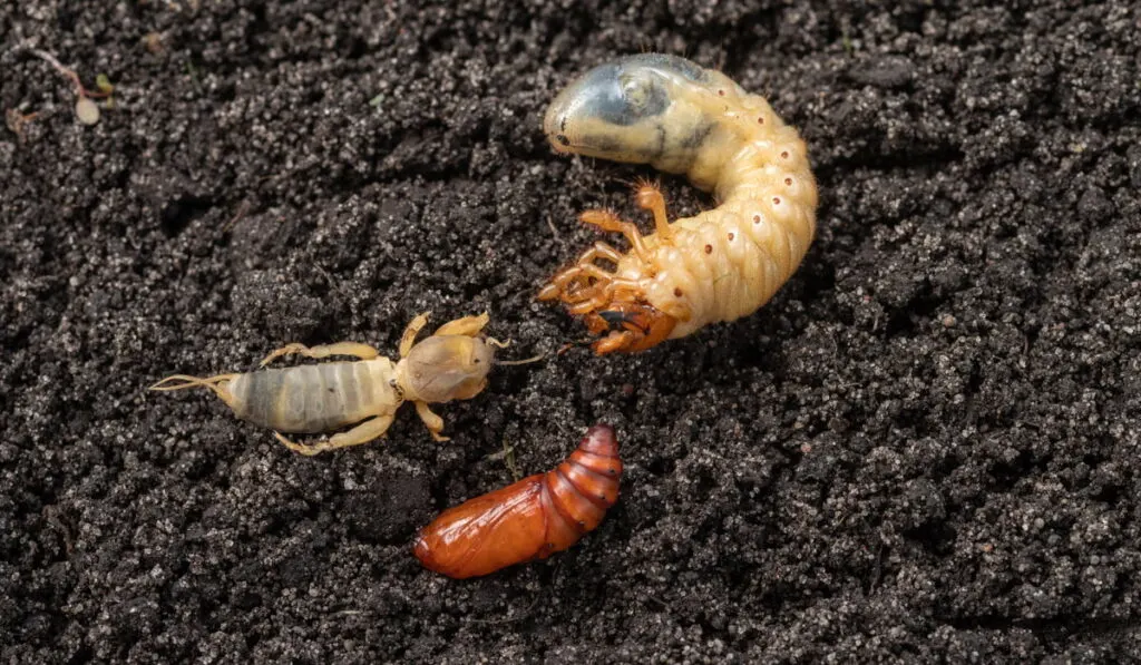 insects on the soil