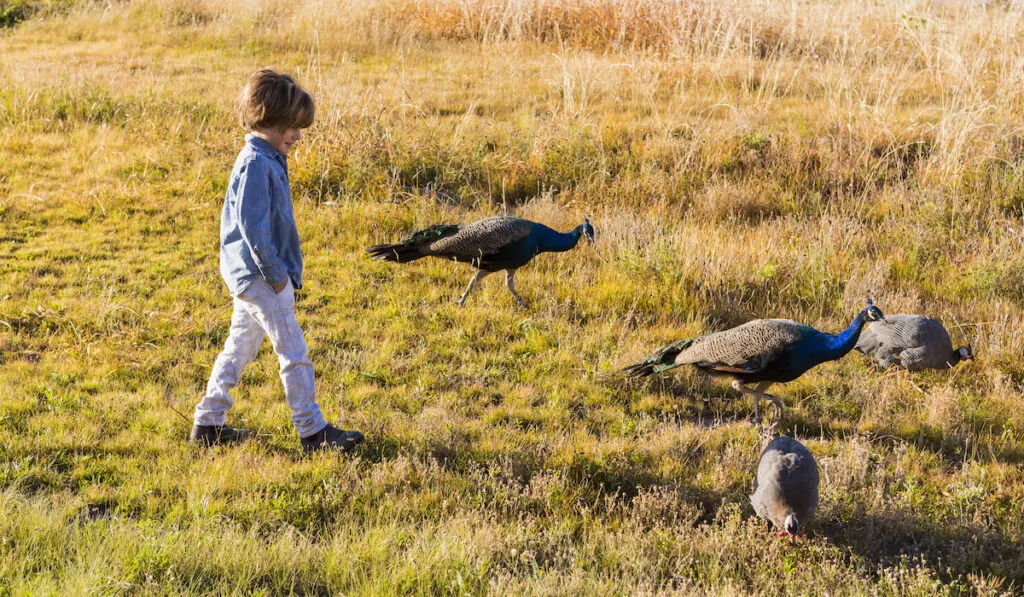 kid walking with peacocks in a field 