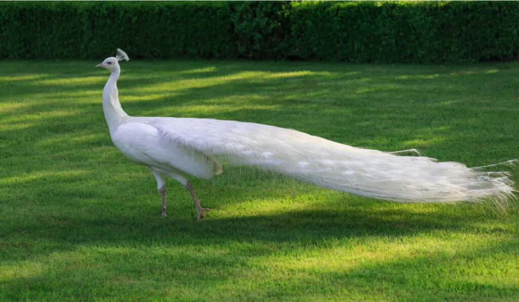 long tail elegant while peafowl