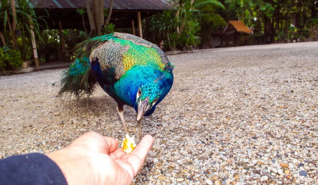 man feeding a peacock in the park