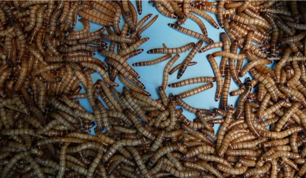 mealworms on a blue table