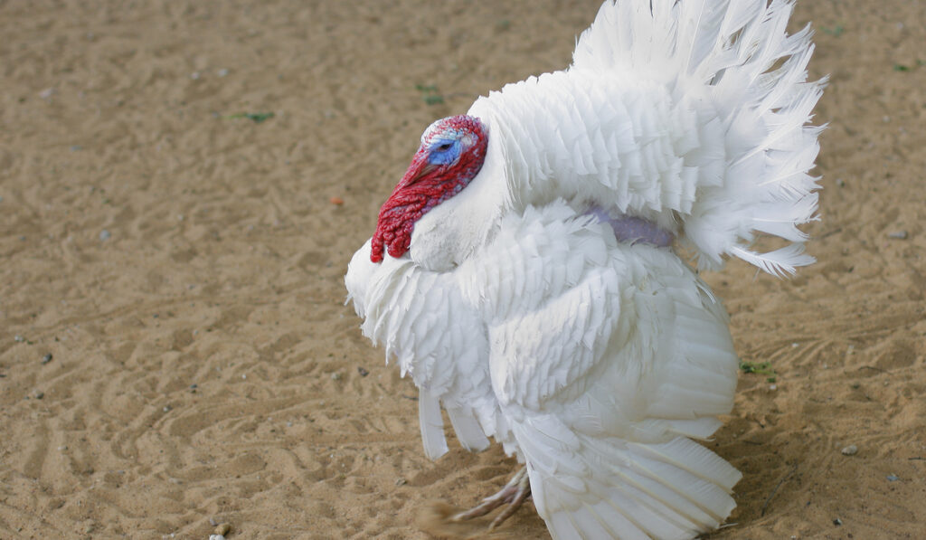 midget-white-turkey-sideview
