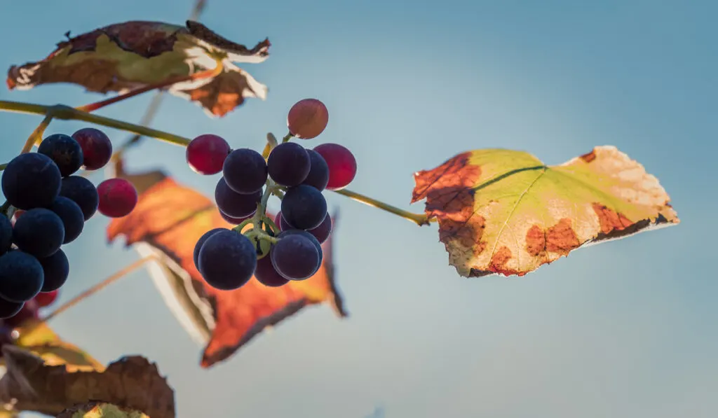 muscadine grapes and tree in autumn