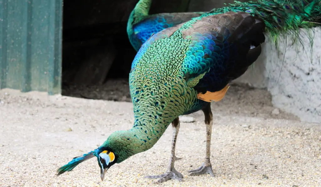 peacock eating grains