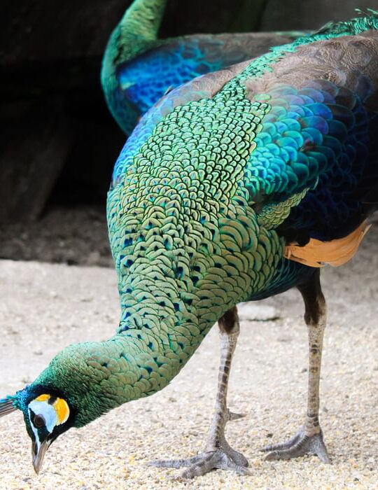 peacock eating grains