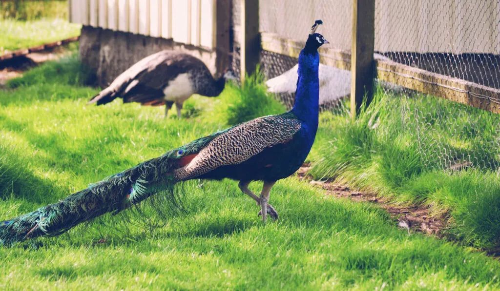 peacock facing metal gate fence