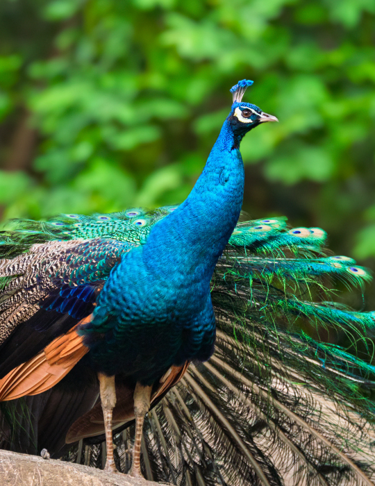peacock-in-the-forest