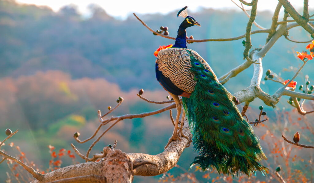 peacock on a tree branch