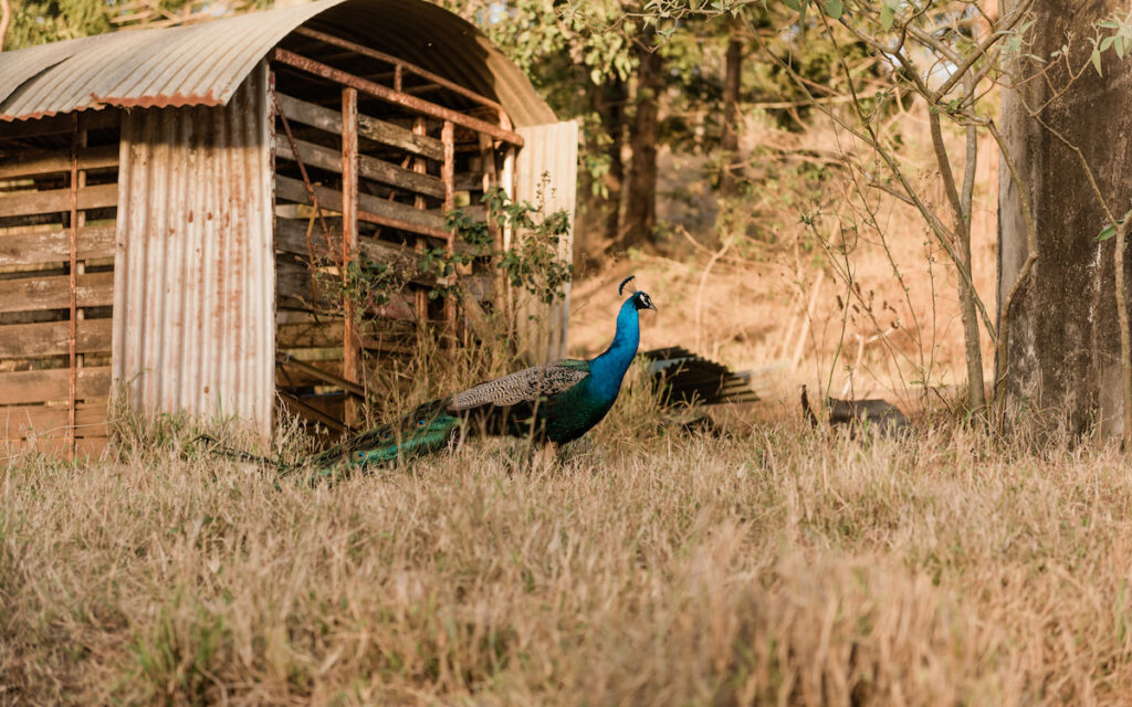 peacock on large farm 