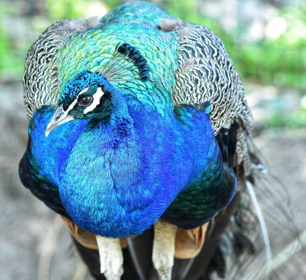 peacock showing his beautiful bright blue and green plumage