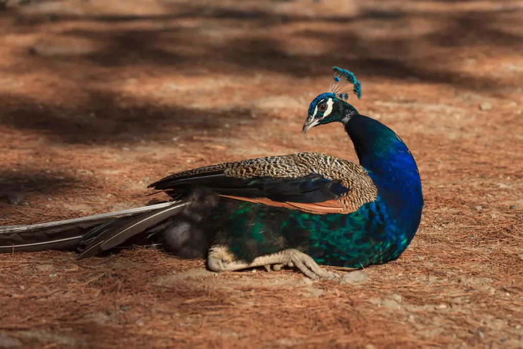 peacock sitting in the park 