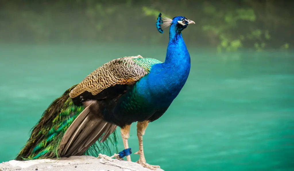 peacock standing by the lake