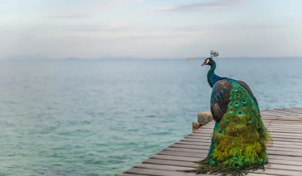 peacock standing on the bridge by the ocean