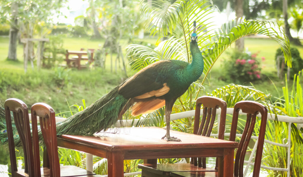 peacock standing on the table outside